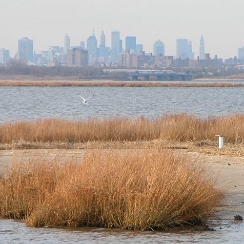 NYCEDC Raise Shorelines Citywide